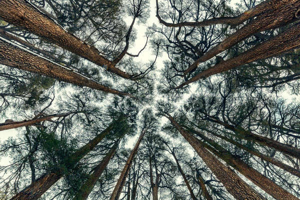 Stock foto: Bäume · Wald · schönen · natürlichen · gefährdet · Gott