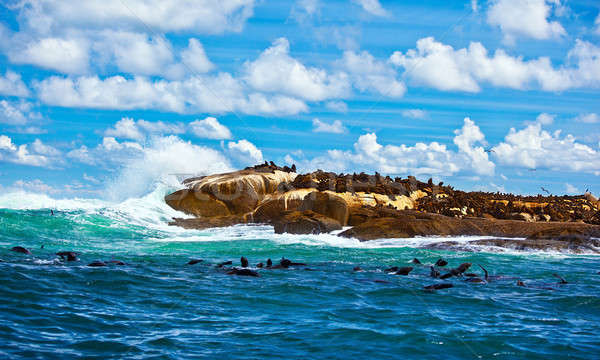 Africa de sud colonie ocean frumos peisaj marin Imagine de stoc © Anna_Om