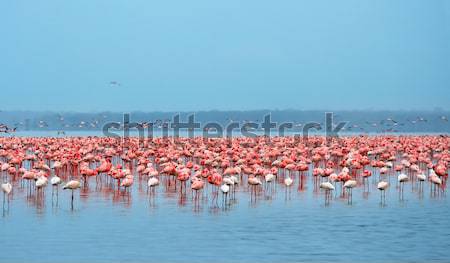 African flamingos Stock photo © Anna_Om