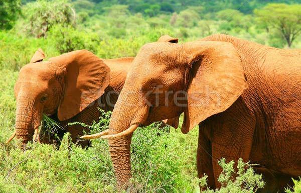Stock photo: Wild African Elephant