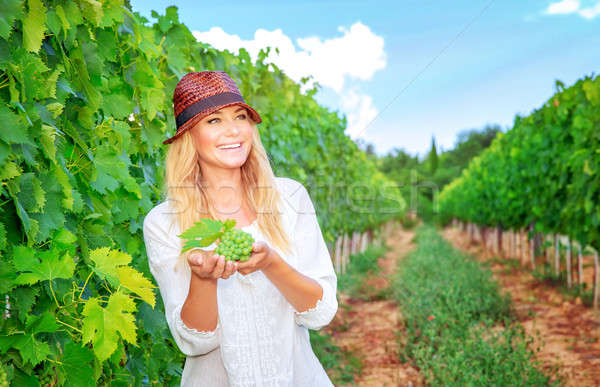 Stock fotó: Boldog · nő · szőlőskert · szőlőszüret · friss · érett