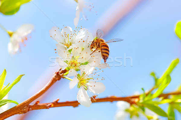 Little bee on blooming tree Stock photo © Anna_Om