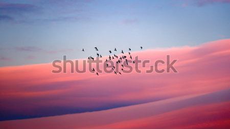 Vögel Migration Silhouette Herde schönen rosa Stock foto © Anna_Om