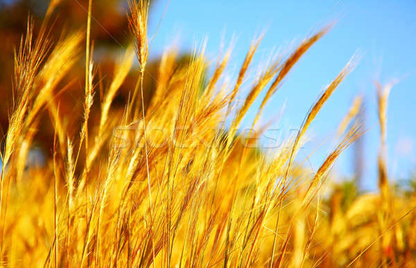 Wheat field Stock photo © Anna_Om