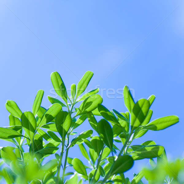 Fraîches arbre laisse ciel bleu printemps nature [[stock_photo]] © Anna_Om