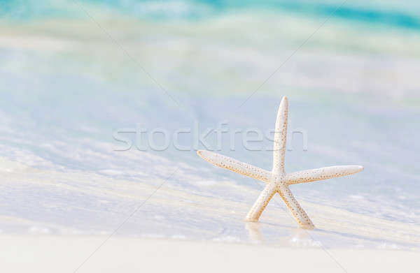 Steaua de mare plajă frumos marin frumuseţe Imagine de stoc © Anna_Om