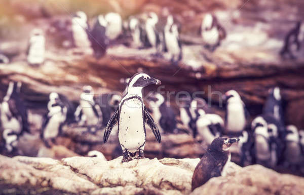 Big family of penguins  Stock photo © Anna_Om