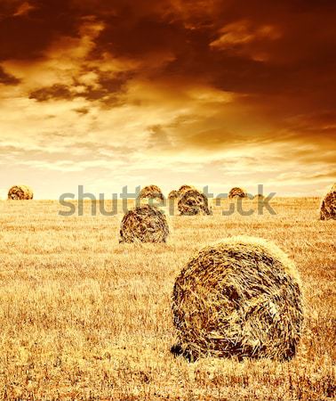 Wheat harvest time Stock photo © Anna_Om