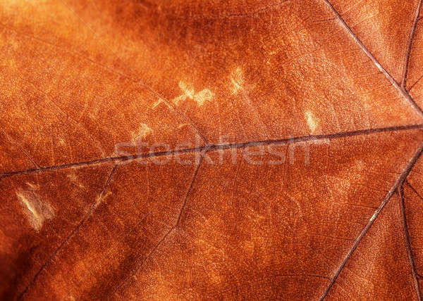 Brown dry leaf background Stock photo © Anna_Om