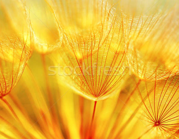 Foto d'archivio: Abstract · tarassaco · fiore · estrema · primo · piano · soft