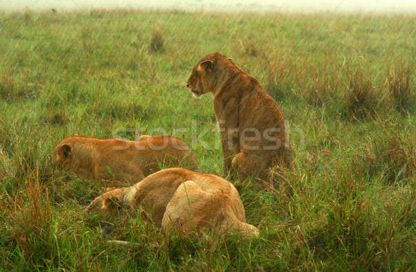 Foto stock: Família · chuva · África · Quênia · primavera · gato