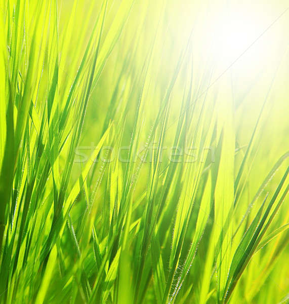 Stock fotó: Friss · zöld · fű · kép · tavasz · természet · füves
