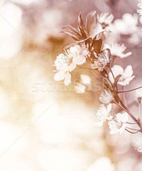 Nazik kiraz çiçekler fotoğraf beyaz ağaç Stok fotoğraf © Anna_Om