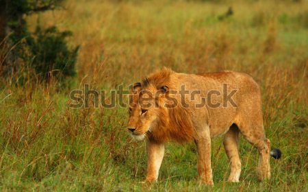 Jungen african Löwen Afrika Kenia Stock foto © Anna_Om