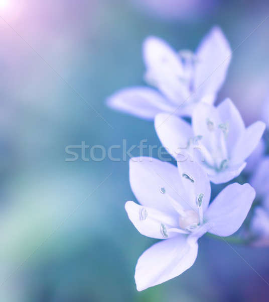 Nazik beyaz çiçekler mavi bulanıklık taze bahar Stok fotoğraf © Anna_Om