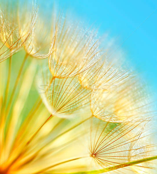 Macio dandelion flores macro fronteira céu Foto stock © Anna_Om