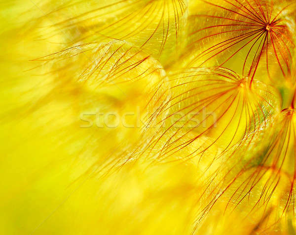 Foto stock: Abstrato · dandelion · flor · extremo · macio