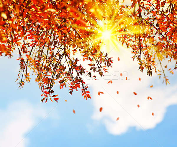 Piękna jesienią drzewo pozostawia granicy objętych Zdjęcia stock © Anna_Om