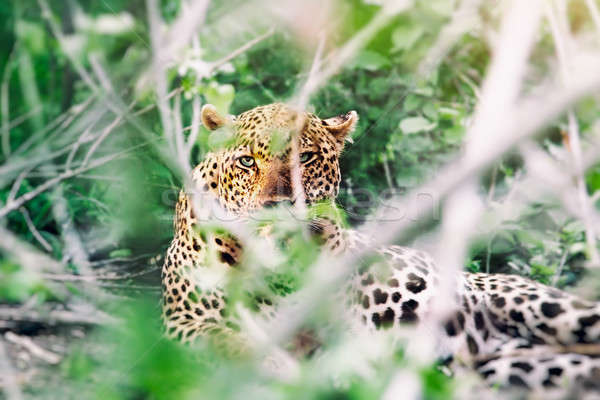 Leopar safari fotoğraf güzel Stok fotoğraf © Anna_Om