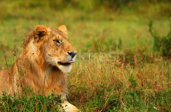 Portrait of young wild african lion Stock photo © Anna_Om