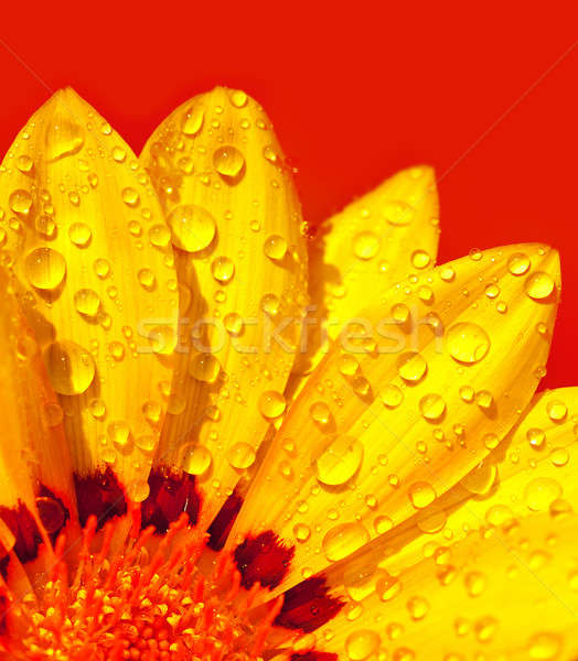 Stock fotó: Absztrakt · virág · szirmok · gyönyörű · színes · virágmintás
