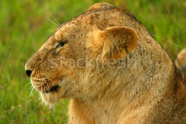 Stock photo: Lioness under rain in the wilderness