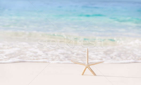 Belo praia cartão postal imagem mar estrela Foto stock © Anna_Om