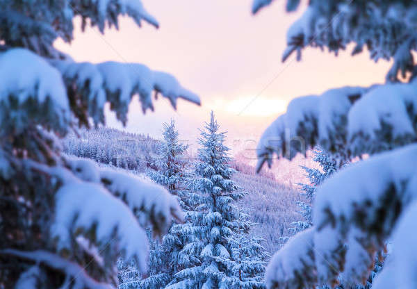Gyönyörű tél erdő fenséges kilátás tájkép Stock fotó © Anna_Om