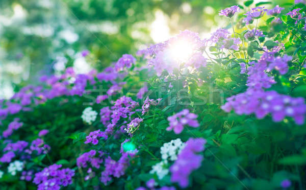 Gyönyörű virágmintás bokor gyümölcsös napos idő friss Stock fotó © Anna_Om