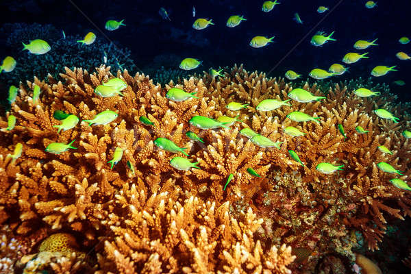 Schönen marine Leben abstrakten natürliche Schönheit indian Stock foto © Anna_Om