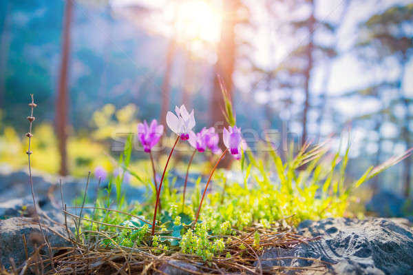 ストックフォト: 美しい · 春の花 · ピンク · 草原