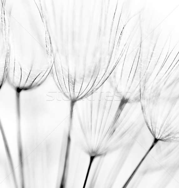 Resumen diente de león flor blanco negro extrema primer plano Foto stock © Anna_Om
