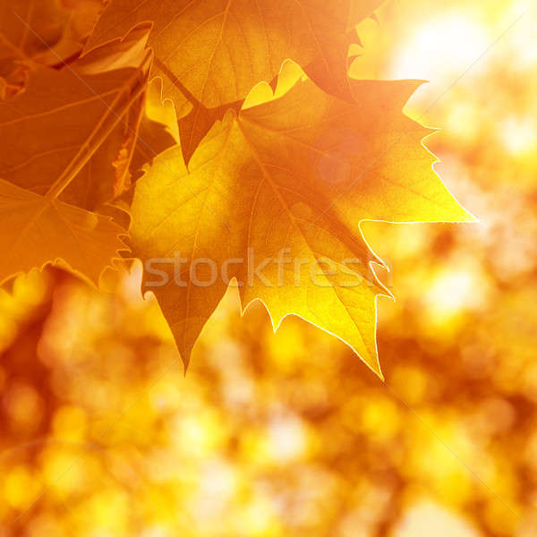 Absztrakt ősz öreg narancs juhar levelek Stock fotó © Anna_Om