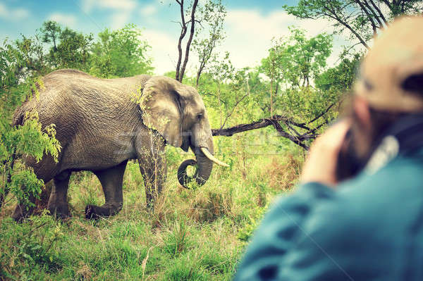 Fotograf safari imagini african elefantii Imagine de stoc © Anna_Om