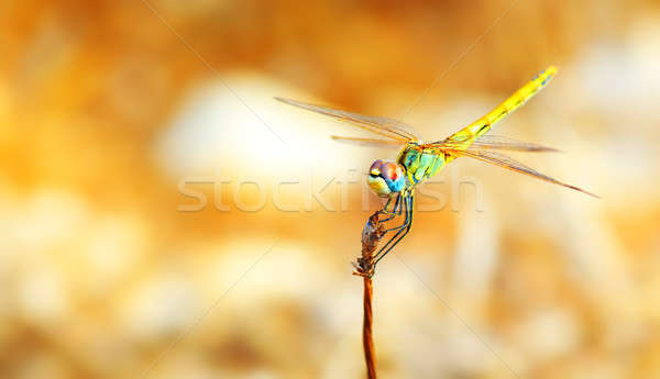 Portret Dragonfly piękna kolorowy ciało Zdjęcia stock © Anna_Om