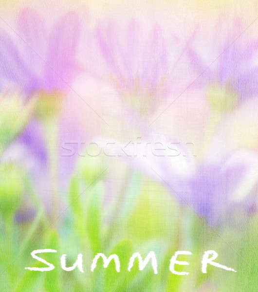 夏季花卉 卡 軟 集中 照片 商業照片 © Anna_Om