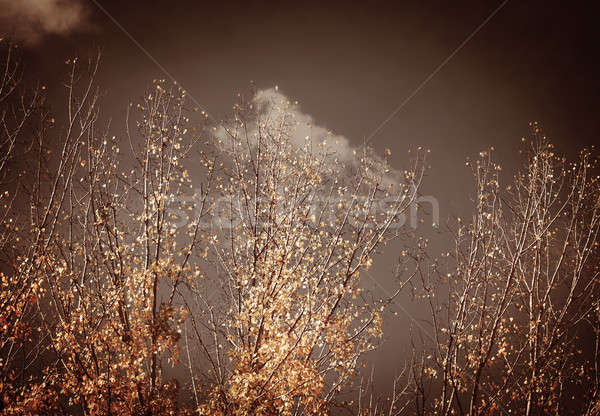 Foto stock: Outono · vintage · árvores · tempo · naturalismo · secar