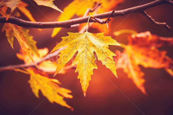 Dry autumn leaves Stock photo © Anna_Om