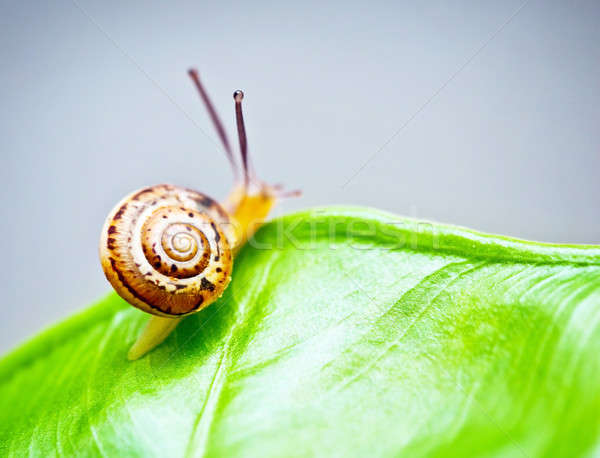 Mały ślimak zielony liść mokro cute powolny Zdjęcia stock © Anna_Om
