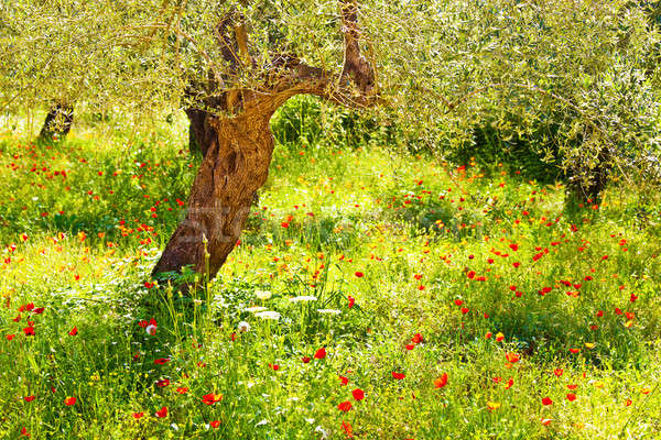 Mac flori luncă imagine roşu frumos Imagine de stoc © Anna_Om