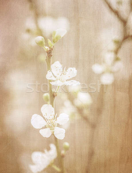 Vintage fine art floral background Stock photo © Anna_Om
