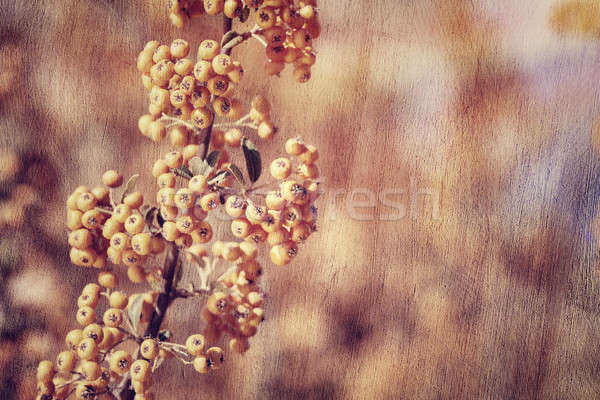 Rowanberry background Stock photo © Anna_Om
