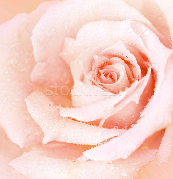 Rózsaszín nedves rózsa absztrakt gyönyörű makró Stock fotó © Anna_Om