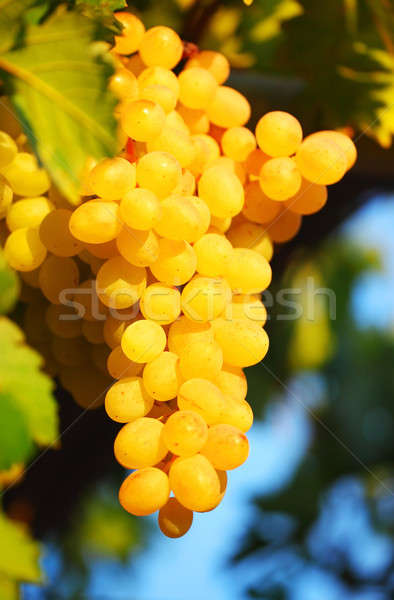 Stock fotó: Közelkép · szőlő · köteg · növekvő · napos · kert
