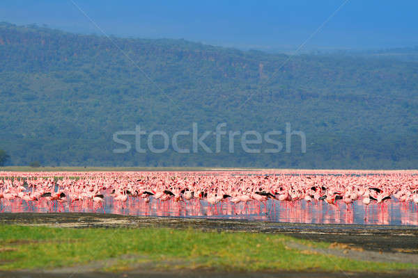 Flocks of flamingo Stock photo © Anna_Om