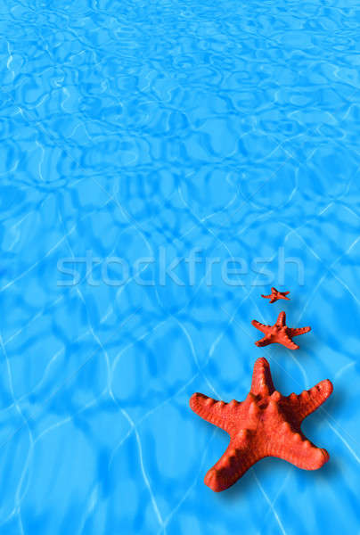 水 紅色 海星 圖像 假期 夏令 商業照片 © Anna_Om