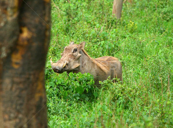 Portrait of Wild boar in the forest Stock photo © Anna_Om