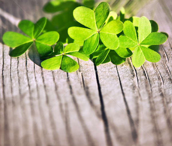 Stock photo: Fresh clover leaves over wooden background