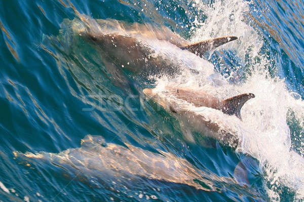 Delfiny rodziny gry morza para piękna Zdjęcia stock © Anna_Om