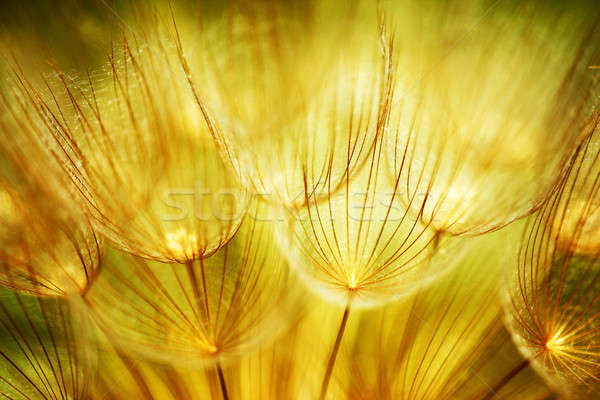 Moale păpădie flori papadia floare extremă Imagine de stoc © Anna_Om